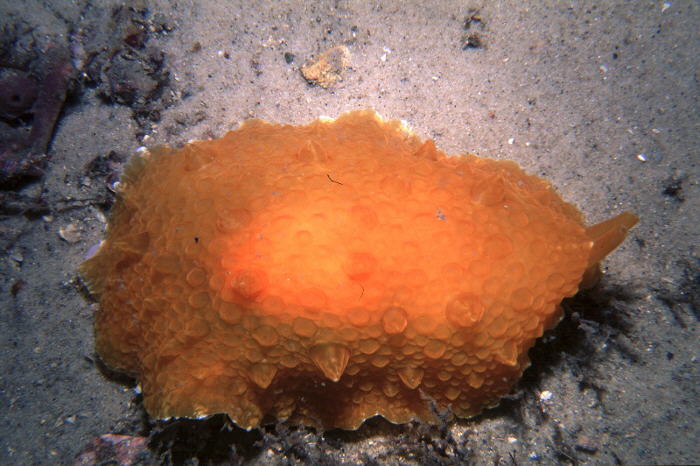 Pleurobranchus mamillatus